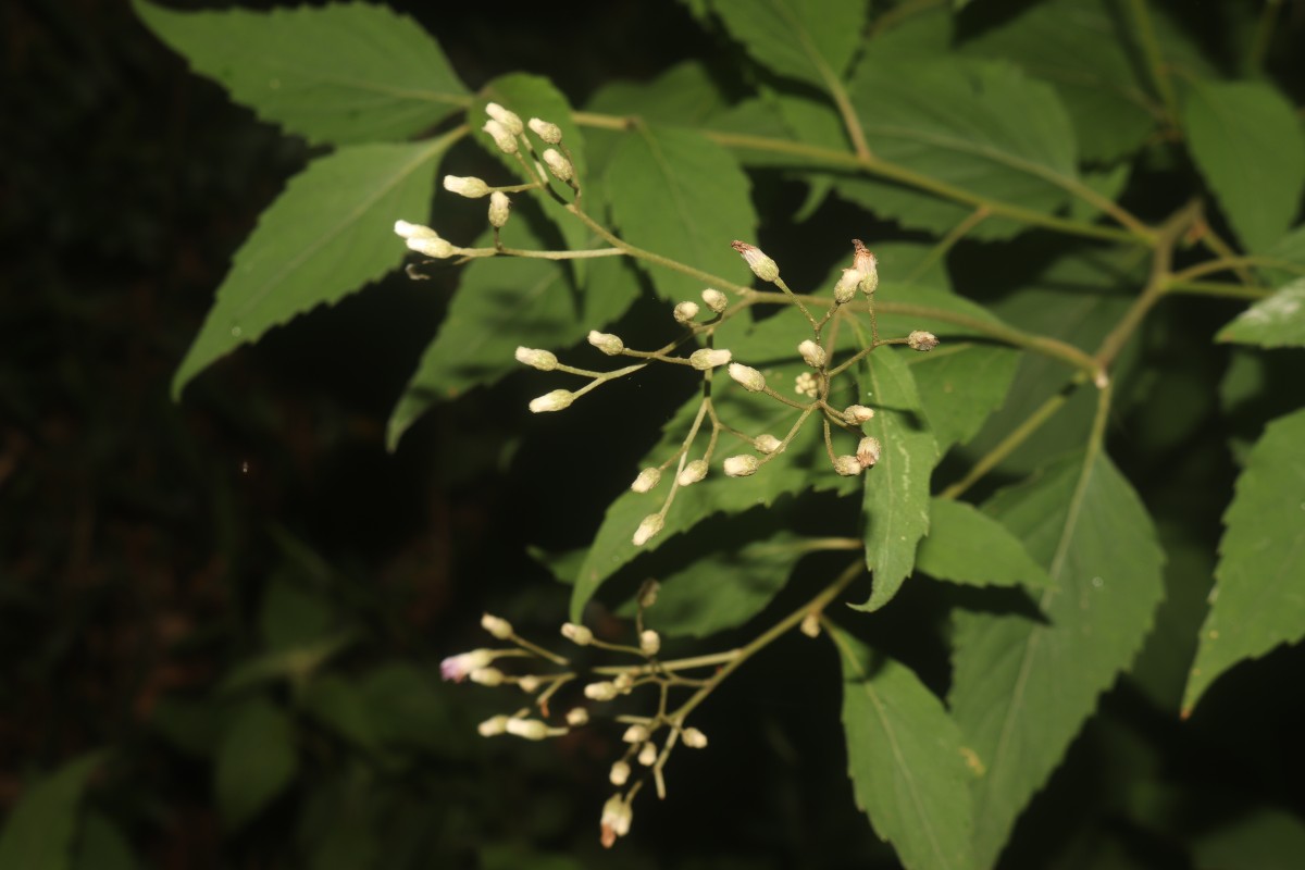 Cyanthillium hookerianum (Arn.) H.Rob.